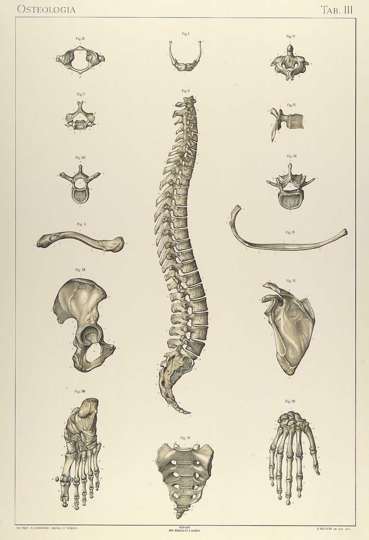1894 anatomical plate showing the lateral vertebral column with detailed cross-sections of individual vertebrae