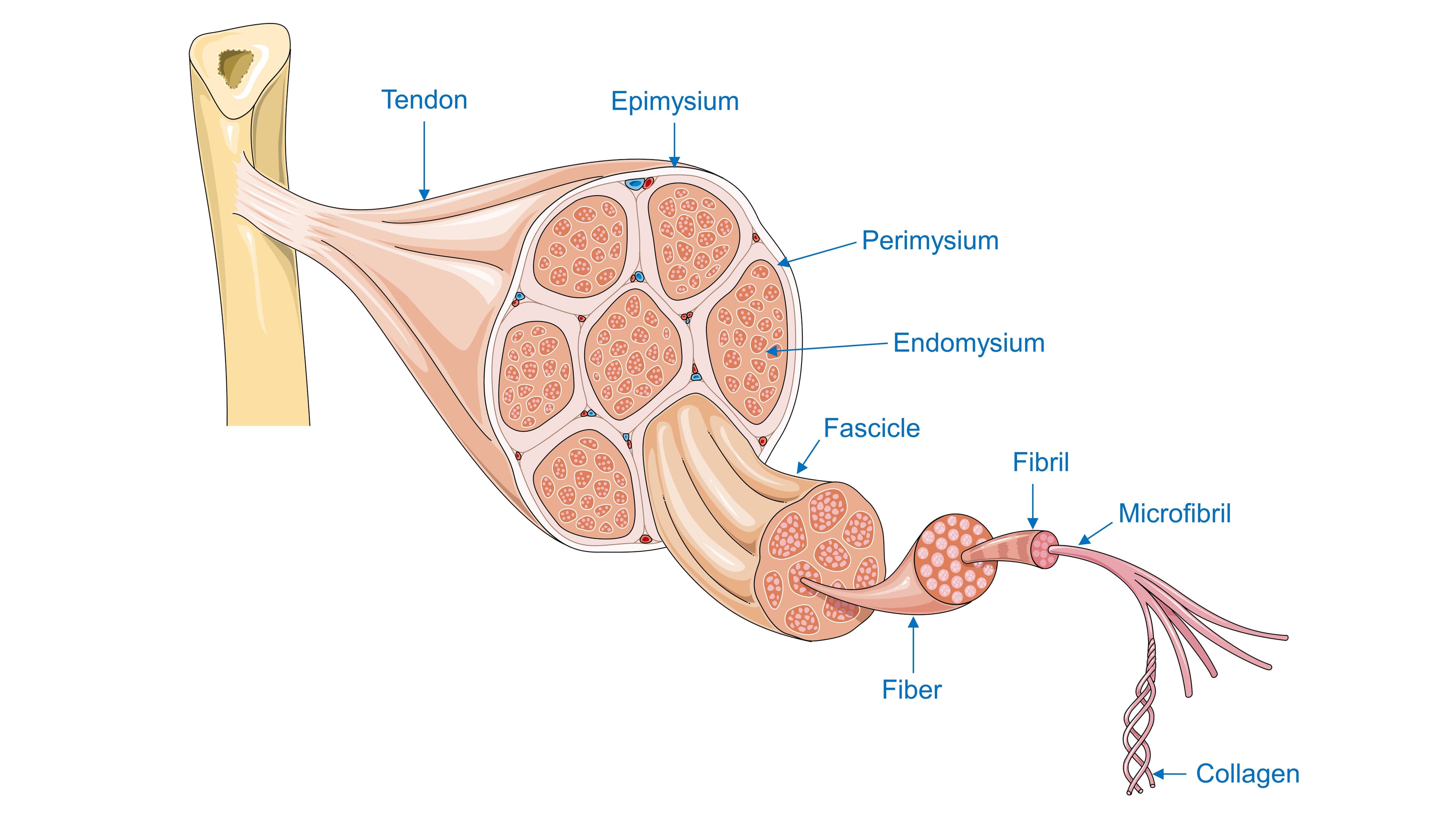 Diagram of skeletal muscle structure showing tendon, epimysium, perimysium, endomysium, fascicle, fiber, fibril, and collagen