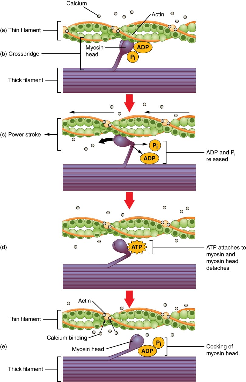 Diagram of the sliding filament mechanism of skeletal muscle contraction, showing actin, myosin, calcium, and ATP