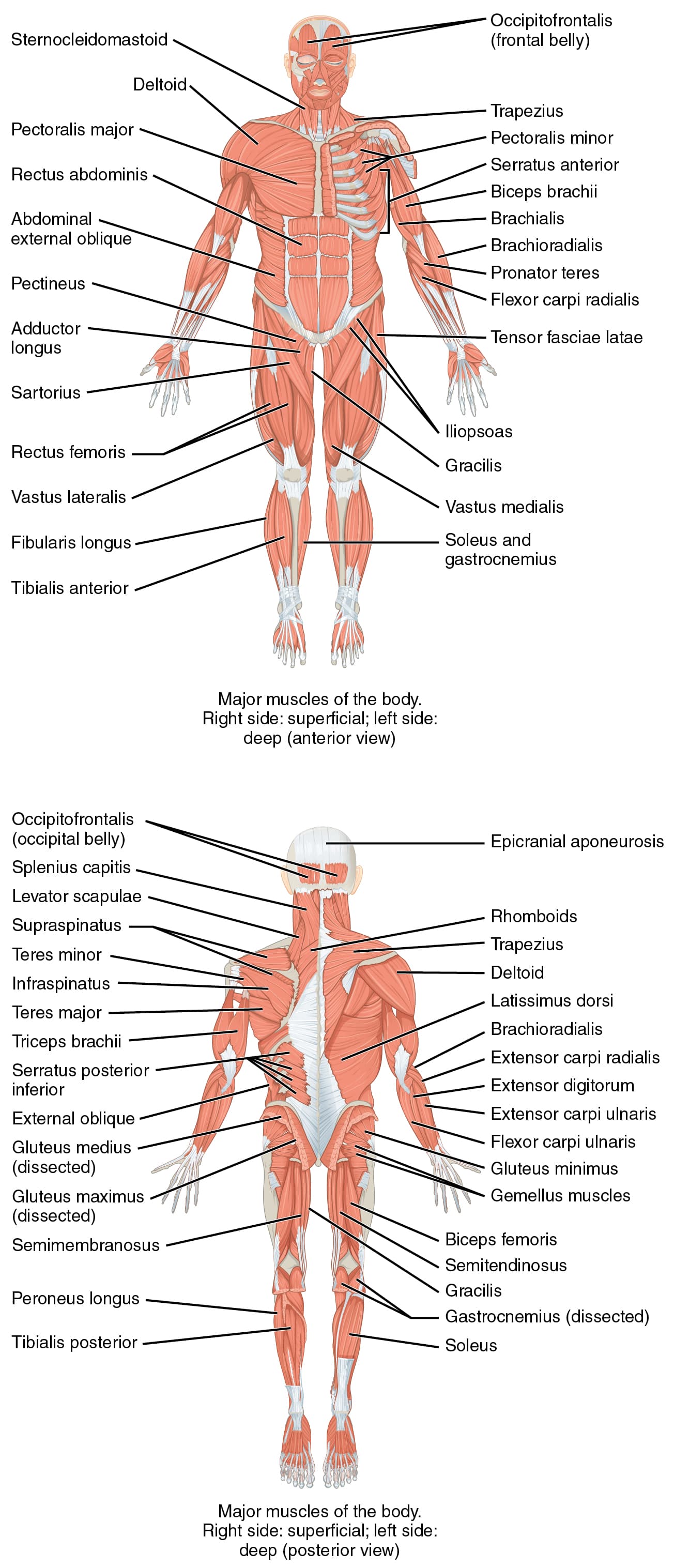 Diagram of the major muscles of the human body, anterior and posterior views