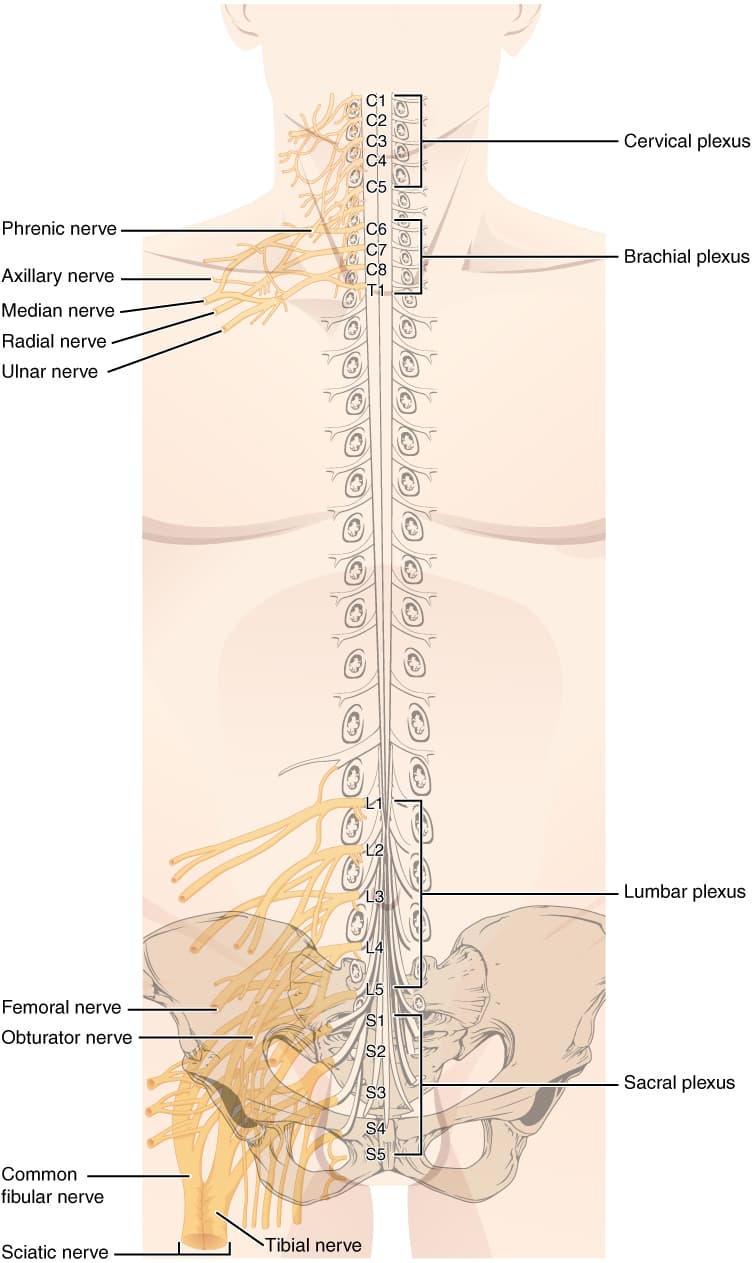 Diagram of the spinal nerve plexuses, showing cervical, brachial, lumbar, and sacral nerve pathways