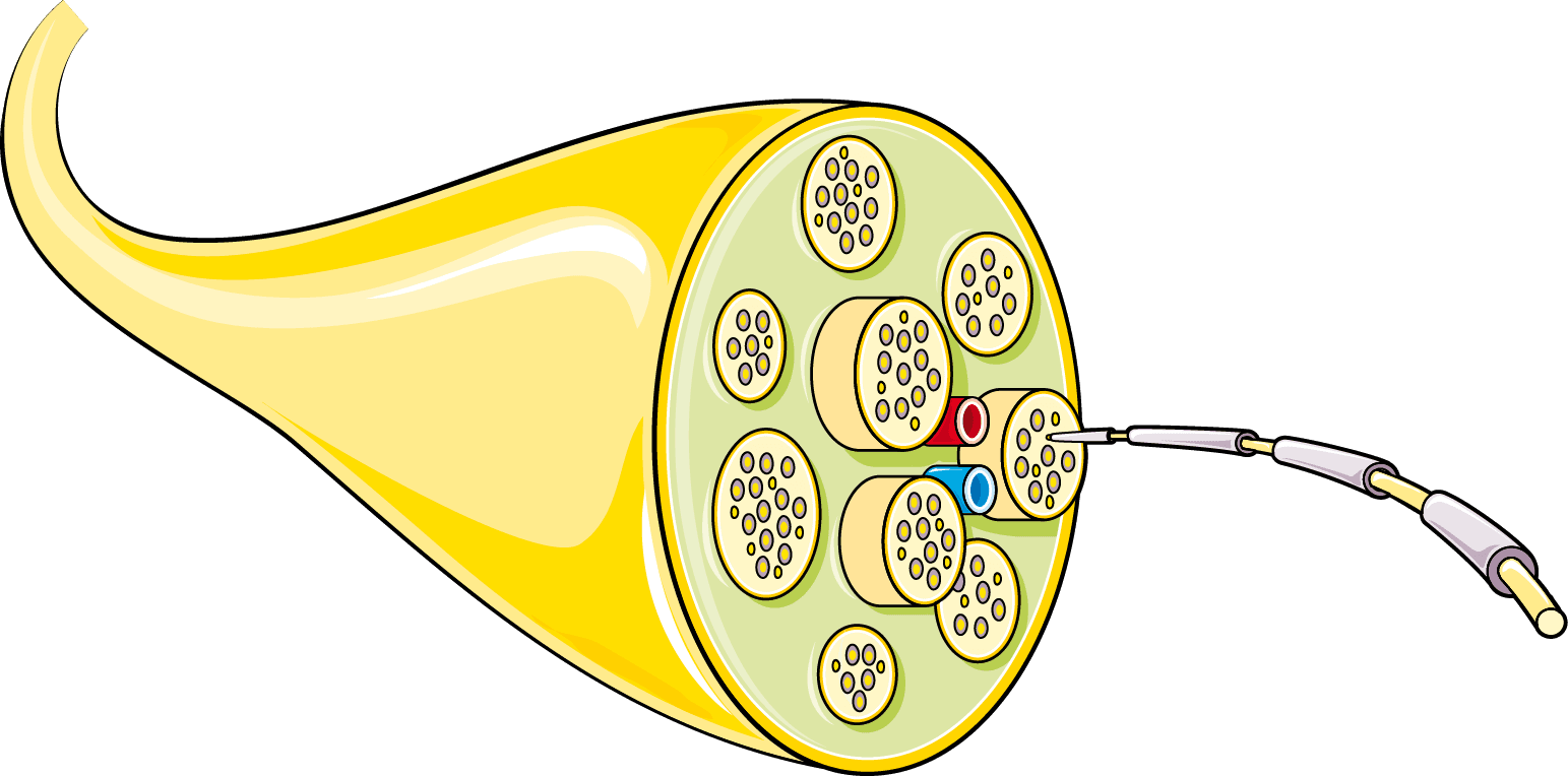 Cross-section illustration of a peripheral nerve showing fascicles, myelin, and blood vessels