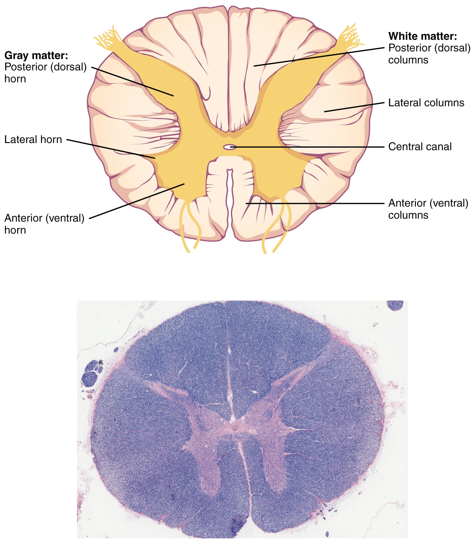 Cross-section diagram of the spinal cord showing gray matter, white matter, and central canal